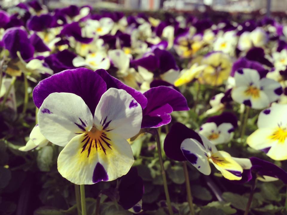 Broadway Gardens Garden Center Portland Maine Broadway Gardens Greenhouses Inc.