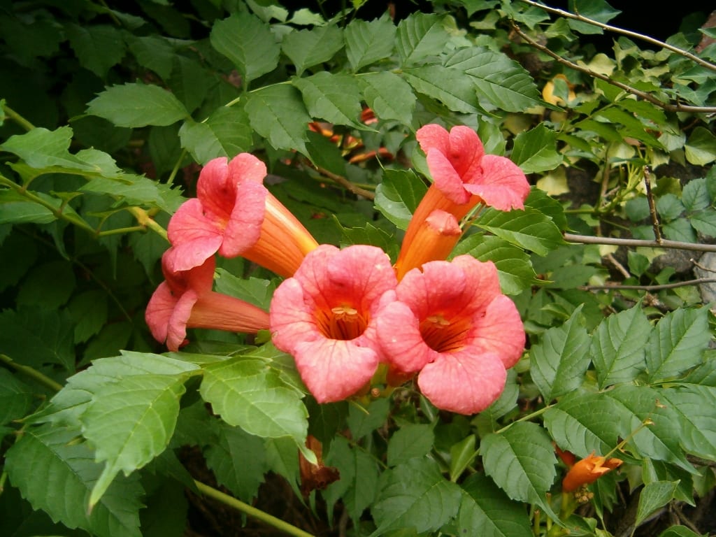 Trumpet Vine Radicans