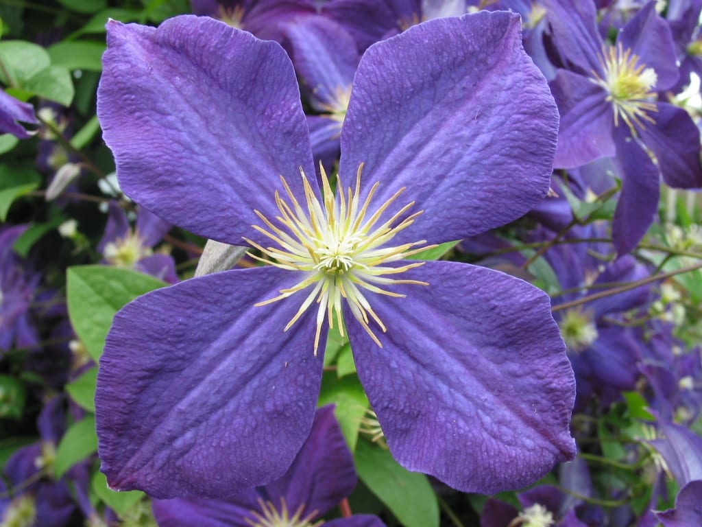 Clematis Jackmanii