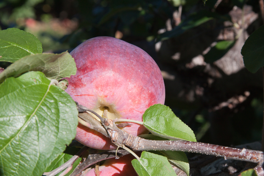 Cortland Apple