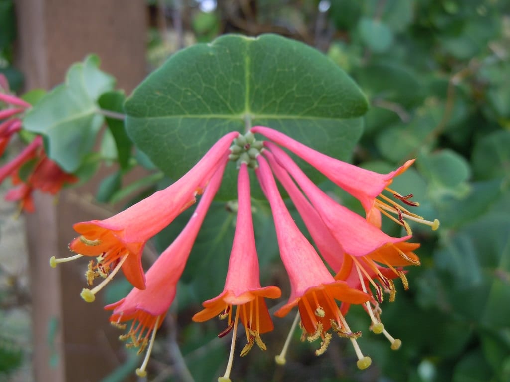 Dropmore Scarlet Honeysuckle