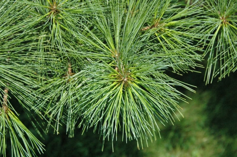 Eastern White Pine