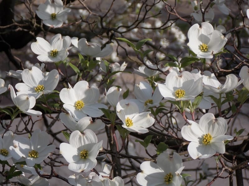 Flowering Dogwood Tree