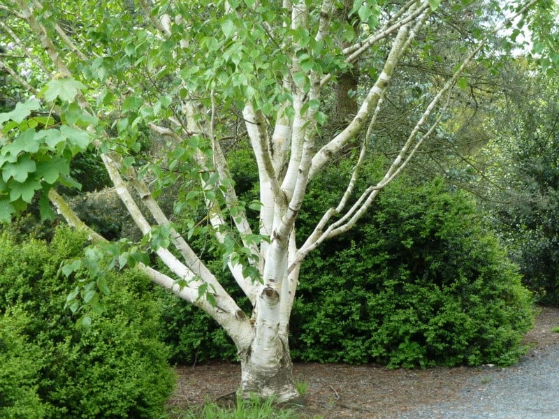 Jacquemontii Birch