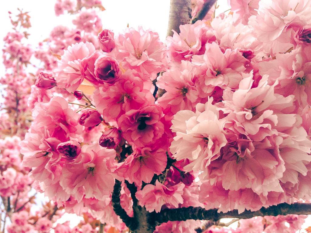 Kwanzan Flowering Cherry