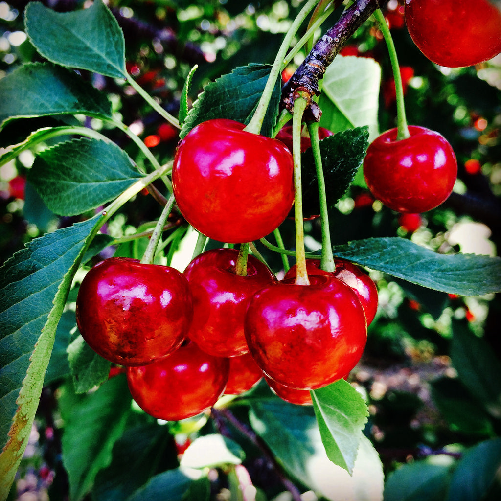 Montmorency Sour Cherry