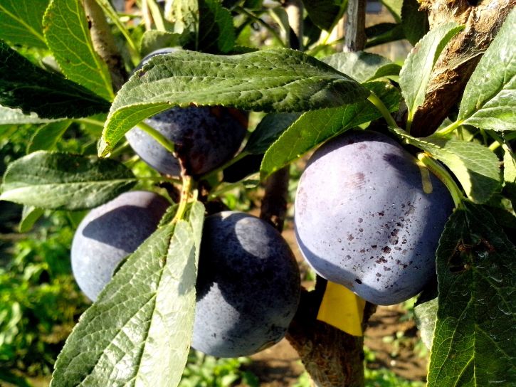 Stanley Prune-Plum