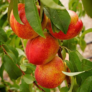 SunGlo Nectarine