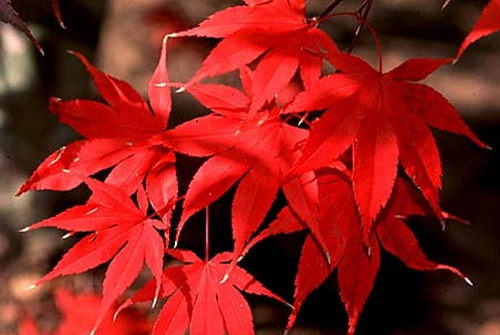 Bloodgood Japanese Maple