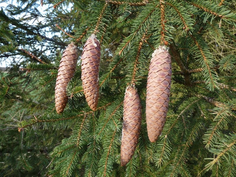 Norway Spruce