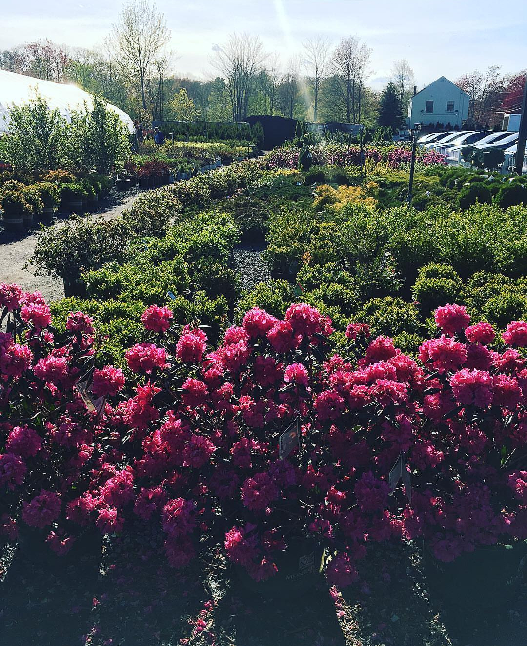 shrub1 Broadway Gardens Greenhouses Inc.