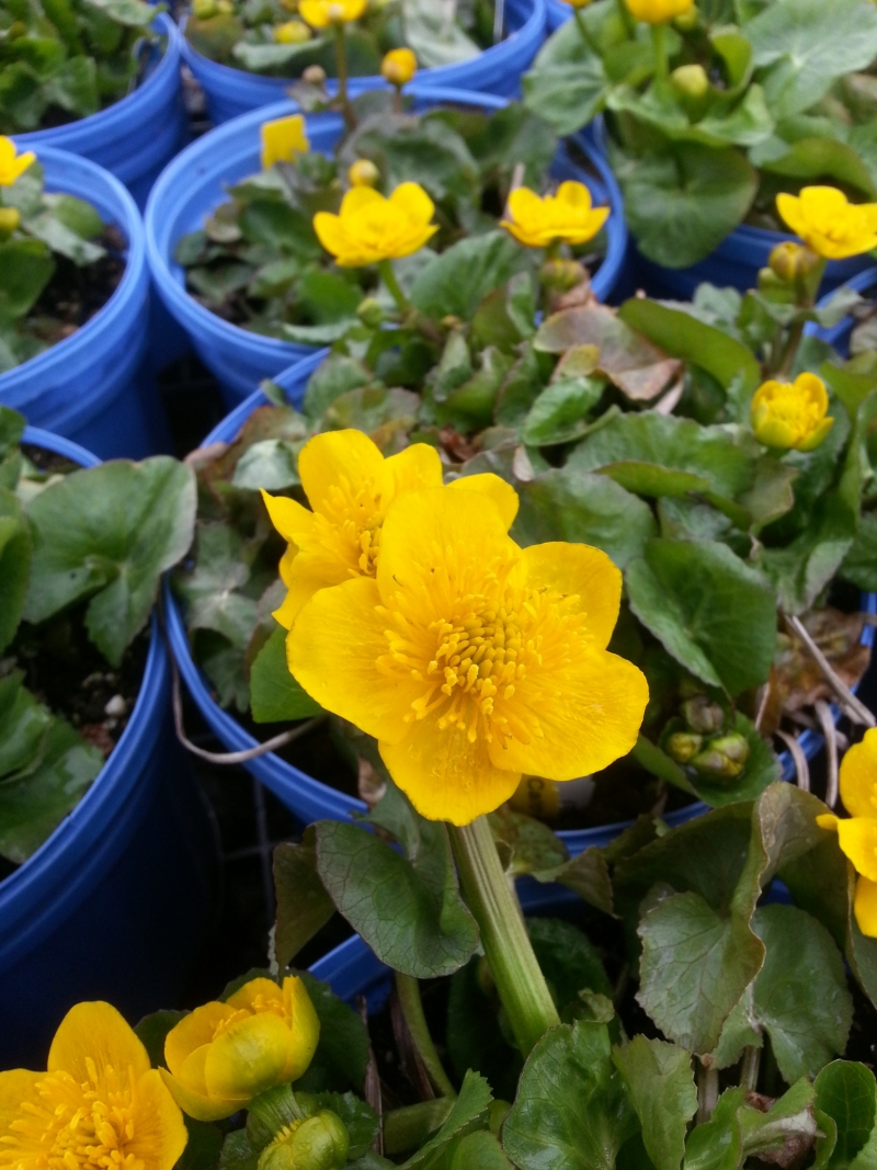 Perennials for Wet Soil Broadway Gardens Greenhouses Inc.