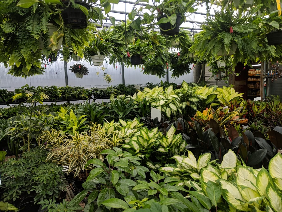Houseplants Broadway Gardens Greenhouses Inc.