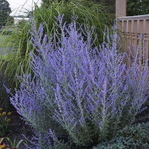 Russian Sage