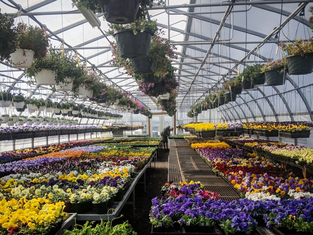 Pansies!