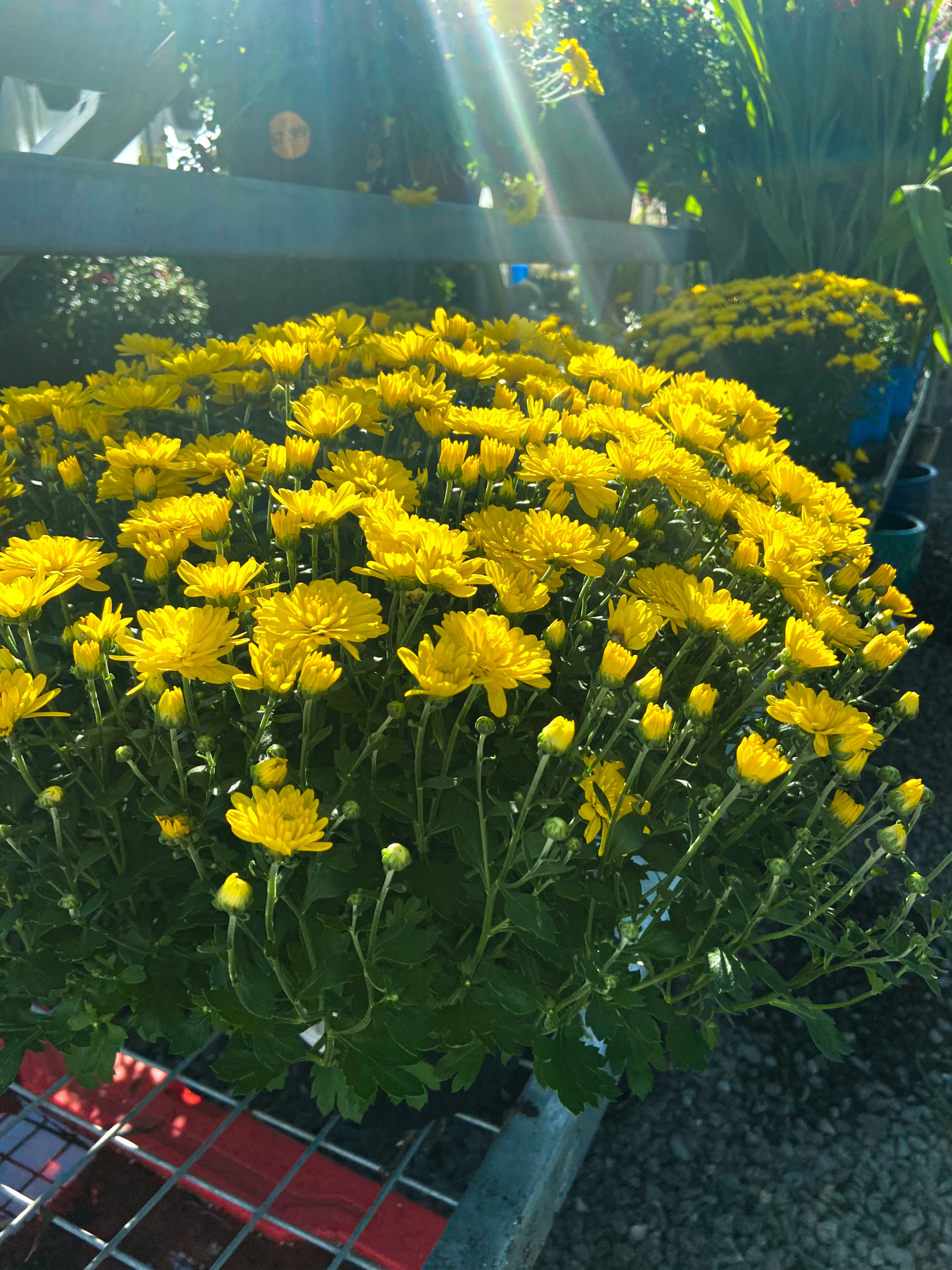 Garden Mums Portland Maine Garden Mums Portland, ME