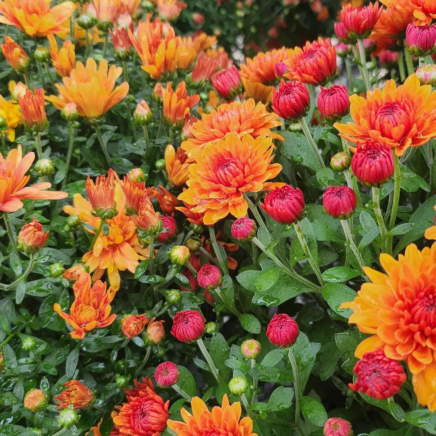 Garden Mums Portland, ME