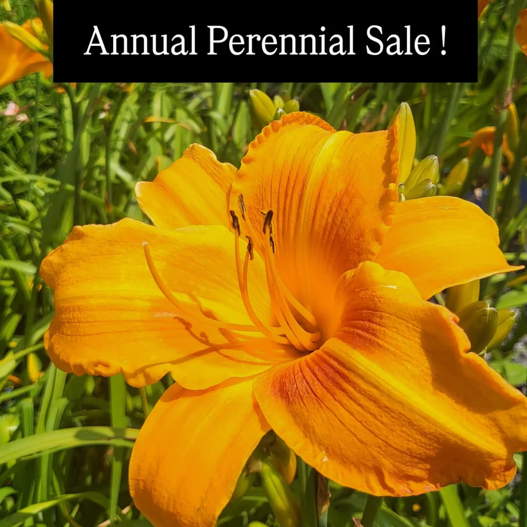 annual perennial sale perennials sale portland maine