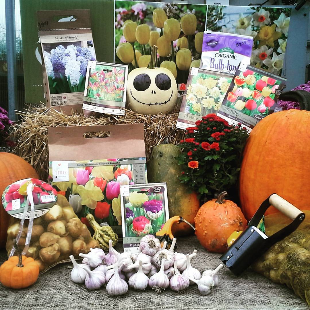 pumkins and mums
